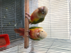 1pair pineapple conure double red factor (running pair)